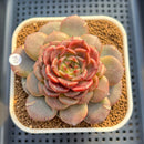 Echeveria 'Crepe' 3" (Lola Hybrid) Changhee Hybrid Succulent Plant Cutting