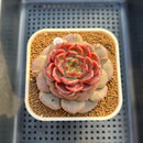 Echeveria 'Crepe' 3" (Lola Hybrid) Changhee Hybrid Succulent Plant Cutting