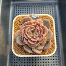 Echeveria 'Crepe' 3" (Lola Hybrid) Changhee Hybrid Succulent Plant Cutting