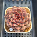 Echeveria 'Black Cherry' 3" (Elegans x Blood Maria) Changhee Hybrid Succulent Plant Cutting