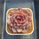 Echeveria 'Black Cherry' 3" (Elegans x Blood Maria) Changhee Hybrid Succulent Plant Cutting