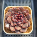 Echeveria 'Black Cherry' 3" (Elegans x Blood Maria) Changhee Hybrid Succulent Plant Cutting