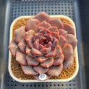 Echeveria 'Black Cherry' 3" (Elegans x Blood Maria) Changhee Hybrid Succulent Plant Cutting