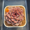Echeveria 'Black Cherry' 3" (Elegans x Blood Maria) Changhee Hybrid Succulent Plant Cutting