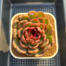 Echeveria 'Black Widow' 3" Succulent Plant Cutting