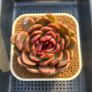 Echeveria 'Black Widow' 3" Succulent Plant Cutting