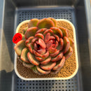 Echeveria 'Black Widow' 3" Succulent Plant Cutting