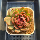 Echeveria 'Black Widow' 3" Succulent Plant Cutting