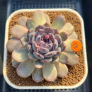 Echeveria 'Sara Black' 3"-4" Changhee Hybrid Succulent Plant Cutting