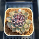 Echeveria 'Sara Black' 3"-4" Changhee Hybrid Succulent Plant Cutting