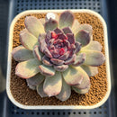 Echeveria 'Sara Black' 3"-4" Changhee Hybrid Succulent Plant Cutting