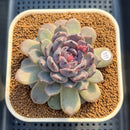 Echeveria 'Sara Black' 3"-4" Changhee Hybrid Succulent Plant Cutting