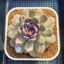 Echeveria 'Sara Black' 3"-4" Changhee Hybrid Succulent Plant Cutting