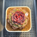 Echeveria 'Black Pastel' 3" Changhee Hybrid Succulent Plant Cutting