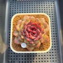 Echeveria 'Black Pastel' 3" Changhee Hybrid Succulent Plant Cutting