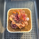 Echeveria 'Black Pastel' 3" Changhee Hybrid Succulent Plant Cutting