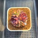 Echeveria 'Black Pastel' 3" Changhee Hybrid Succulent Plant Cutting