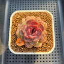 Echeveria 'Black Pastel' 3" Changhee Hybrid Succulent Plant Cutting