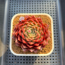 Echeveria 'Cororo' 3" Changhee Hybrid Succulent Plant Cutting