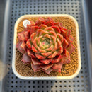 Echeveria 'Cororo' 3" Changhee Hybrid Succulent Plant Cutting