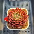 Echeveria 'Cororo' 3" Changhee Hybrid Succulent Plant Cutting