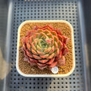 Echeveria 'Cororo' 3" Changhee Hybrid Succulent Plant Cutting
