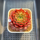 Echeveria 'Cororo' 3" Changhee Hybrid Succulent Plant Cutting