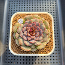 Echeveria 'Nova Blast' 3" (Hyalina Hybrid) Changhee Hybrid Succulent Plant Cutting