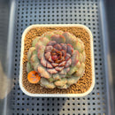 Echeveria 'Nova Blast' 3" (Hyalina Hybrid) Changhee Hybrid Succulent Plant Cutting