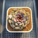 Echeveria 'Nova Blast' 3" (Hyalina Hybrid) Changhee Hybrid Succulent Plant Cutting