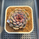 Echeveria 'Nova Blast' 3" (Hyalina Hybrid) Changhee Hybrid Succulent Plant Cutting