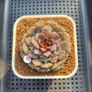 Echeveria 'Nova Blast' 3" (Hyalina Hybrid) Changhee Hybrid Succulent Plant Cutting