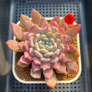 Echeveria 'Snow Peak' 3" (Tolimanesis Hybrid) Changhee Hybrid Succulent Plant Cutting