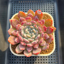 Echeveria 'Snow Peak' 3" (Tolimanesis Hybrid) Changhee Hybrid Succulent Plant Cutting