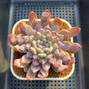 Echeveria 'Snow Peak' 3" (Tolimanesis Hybrid) Changhee Hybrid Succulent Plant Cutting
