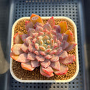 Echeveria 'Snow Peak' 3" (Tolimanesis Hybrid) Changhee Hybrid Succulent Plant Cutting