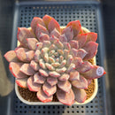 Echeveria 'Snow Peak' 3" (Tolimanesis Hybrid) Changhee Hybrid Succulent Plant Cutting