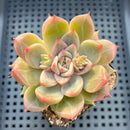 Echeveria 'Bonipica' 3"-4" Succulent Plant