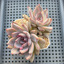 Echeveria 'Black Zaragoza' 3" Succulent Plant