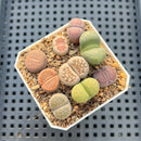 Collection of Lithops 2" Succulent Plant