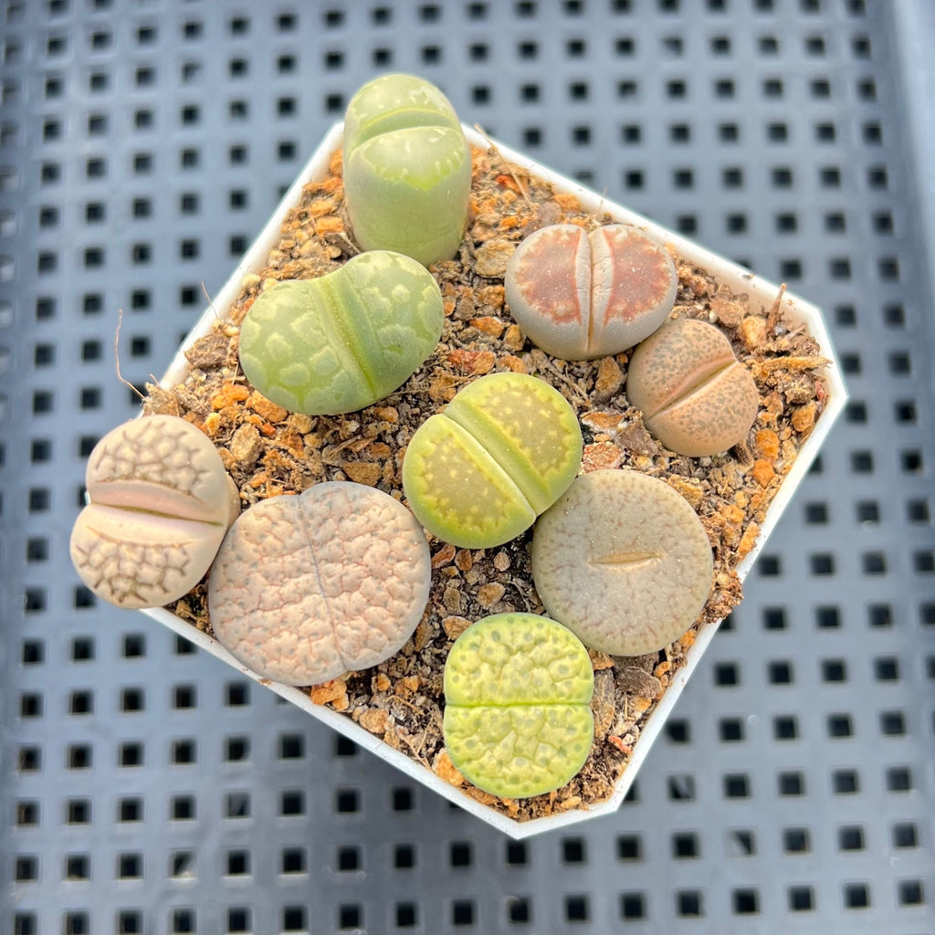 Collection of Lithops 2