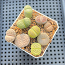 Collection of Lithops 2" Succulent Plant