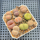 Collection of Lithops 2" Succulent Plant