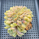 Echeveria 'Ariel' Crested 3"-4" Succulent Plant