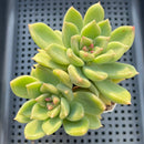 Pachyveria 'Arje' 2" Succulent Plant