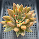 Echeveria 'Psyche' 3-4" Succulent Plant