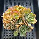 Echeveria Frill sp. Crested Cluster 3"-4" Succulent Plant