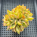 Echeveria Agavoides 'Elkhorn' Variegated Crested 3" Succulent Plant
