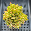 Echeveria Agavoides 'Elkhorn' Variegated Crested 3" Succulent Plant