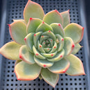 Echeveria sp. 3"-4" Succulent Plant